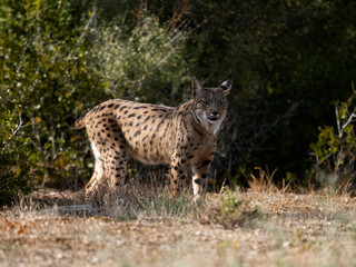 Naklejka na ściany i meble Iberian lynx, Lynx pardinus