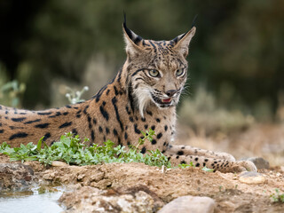 Obraz premium Iberain lynx, Lynx pardinus