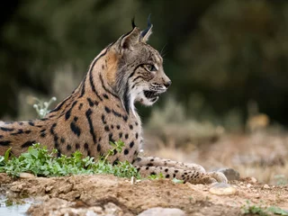 Fotobehang Iberain lynx, Lynx pardinus © Erni