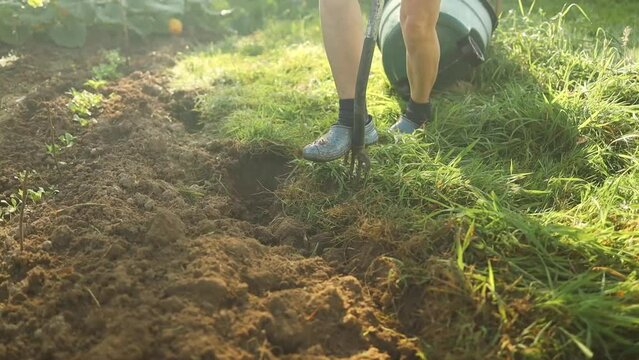 Gardener digging out weeds with pitchfork in the garden or allotment at sunset. High quality FullHD footage