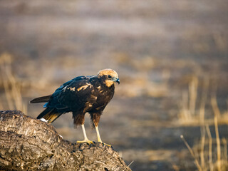 Marsh harrier, Circus aeruginosus