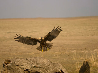 Marsh harrier, Circus aeruginosus