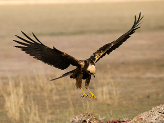 Marsh harrier, Circus aeruginosus