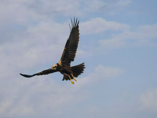 Marsh harrier, Circus aeruginosus
