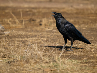 Raven, Corvus corax