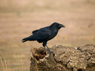 Raven, Corvus corax
