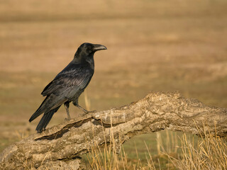 Raven, Corvus corax