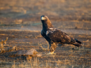 Spanish imperial eagle, Aquila adalberti