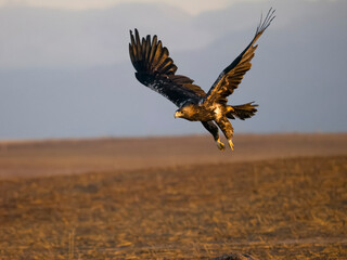 Spanish imperial eagle, Aquila adalberti