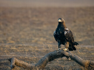 Spanish imperial eagle, Aquila adalberti