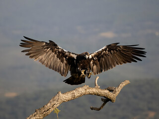 Spanish imperial eagle, Aquila adalberti,