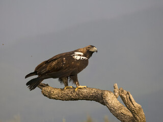Spanish imperial eagle, Aquila adalberti,