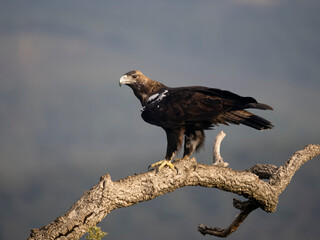Spanish imperial eagle, Aquila adalberti,