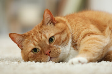 Cute ginger cat lying on carpet at home, closeup