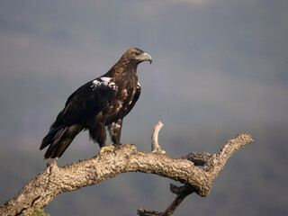 Spanish imperial eagle, Aquila adalberti,