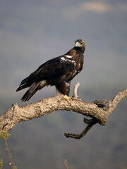 Spanish imperial eagle, Aquila adalberti,