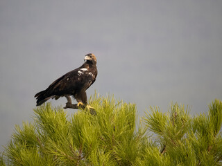 Spanish imperial eagle, Aquila adalberti,