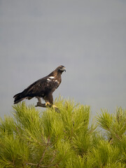 Spanish imperial eagle, Aquila adalberti,