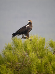 Spanish imperial eagle, Aquila adalberti,