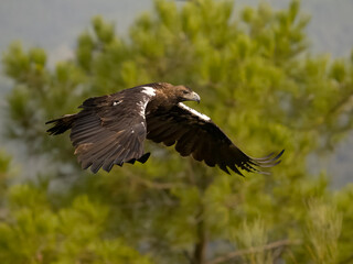 Spanish imperial eagle, Aquila adalberti,