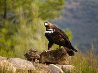 Spanish imperial eagle, Aquila adalberti,