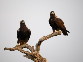 Spanish imperial eagle, Aquila adalberti