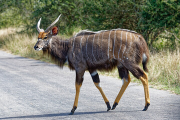 Nyala-Bock