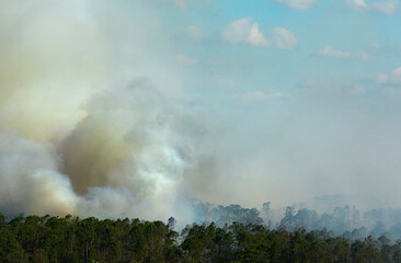 Dangerous wildfire burning severely in Florida jungle woods. Hot flames in dense forest. Toxic smoke polluting atmosphere
