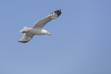 Seagull flies in the sky,