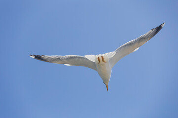 Seagull flies in the sky,