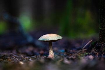 champignon,