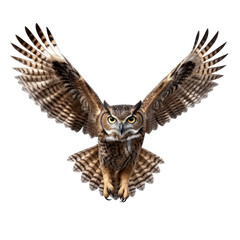 owl looking isolated on white