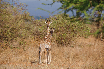 Two little giraffe cubs at National park Tsavo. Giraffe in natural habitat.  Savannah