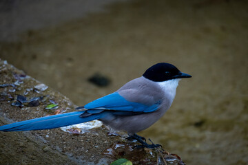 blue jay on a branch
