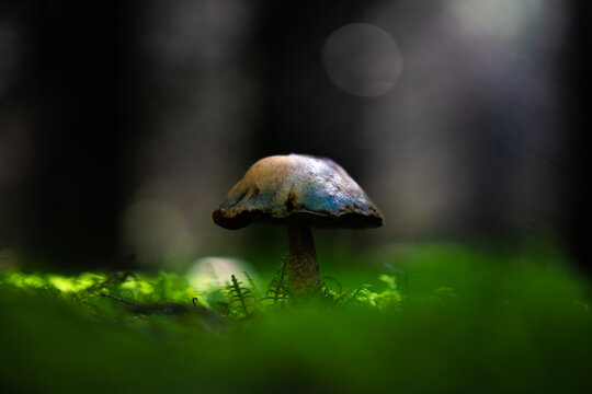 champignon malefique