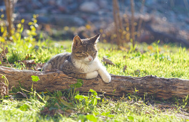 The cat is sitting on a tree trunk on the ground