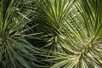 palmier texture verte de jardin