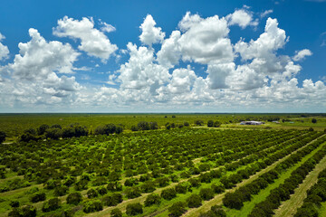 Orange grove in Florida rural farmlands with rows of citrus trees growing on a sunny day - obrazy, fototapety, plakaty