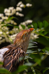 Guira Cuckoo grazing upwards ready for flight