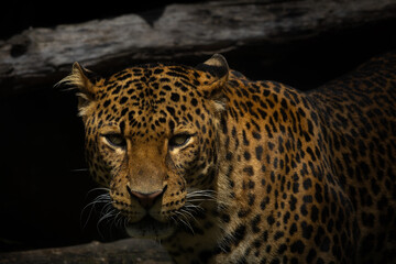 Leopard with piercing eyes - intense stare