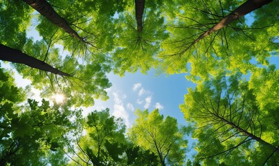 The canopy of tall trees framing a clear blue sky, with the sun shining through, Generative AI