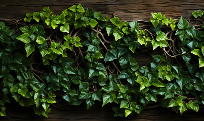 Fototapeta na wymiar Green ivy on a dark stone wall.