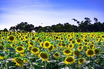 Obraz premium 長崎鼻のヒマワリ