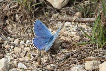 Mariposa Polyommatus icarus con alas abiertas mostrando su intenso azul, Alcoi, España