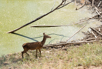 deer, gazelle, animal, naturel, wild, lake, wood, nature, buck, antlers, stag, horn, brown, forest, antler, mammal, wildlife