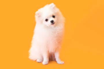 Dog breed Spitz sits on an orange background