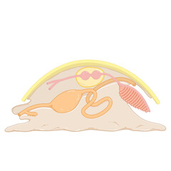 digestive system of a mollusk illustration of a shell