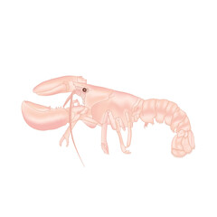 lobster on white background illustration