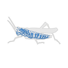 digestive system of a grasshopper