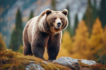 Obraz premium A majestic large brown bear standing proudly on top of a hill. This picture can be used to depict wildlife, nature, or wilderness themes.